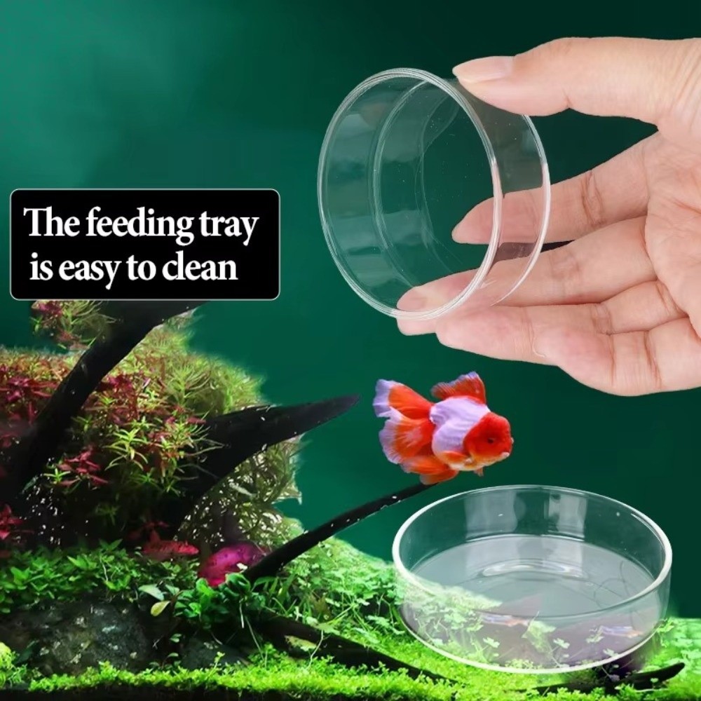 Baby Food Shrimp - Glass Aquarium Feeding Bowl Durable Transparent